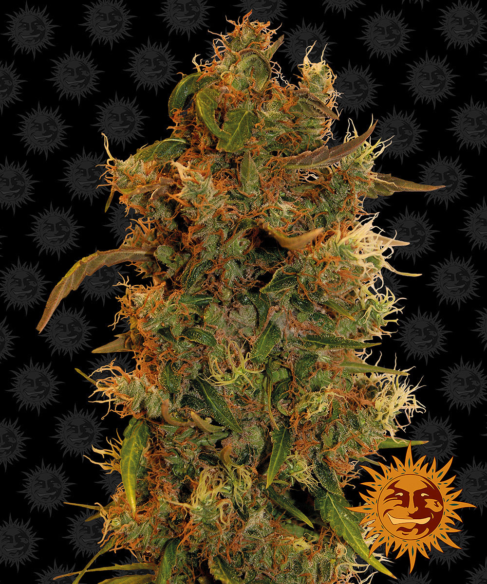 8 Ball Kush by Barneys Farm