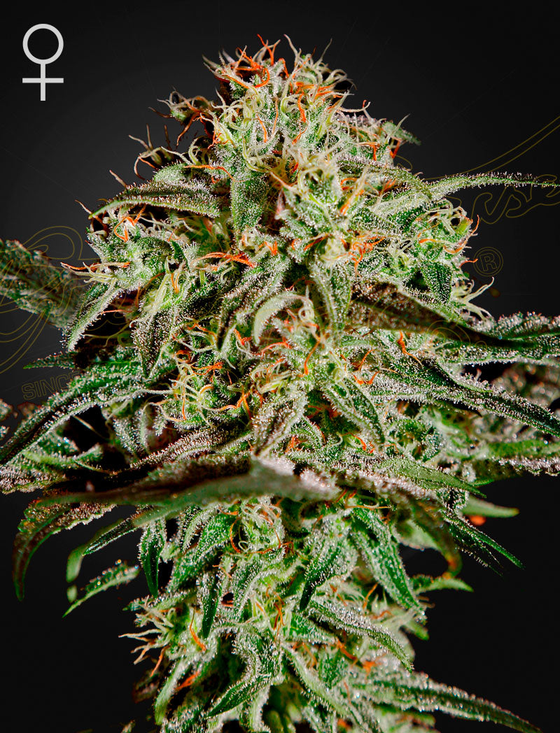 A.M.S by Green House Seed Co.