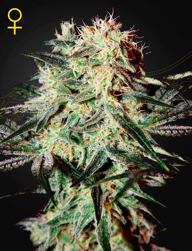 Arjan's Strawberry Haze by Green House Seed Co.