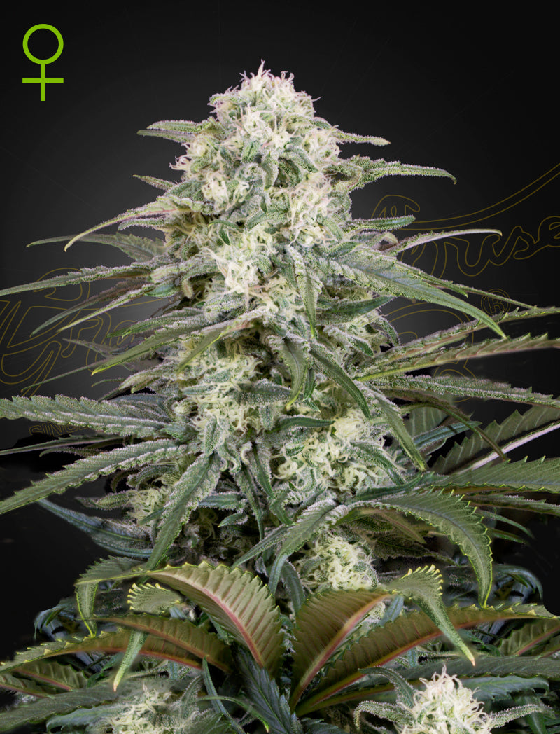 Auto Kalashnikova by Green House Seed Co.