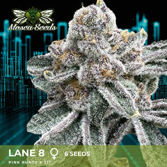 Lane 8 Feminized Cannabis Seeds by Mosca Seeds
