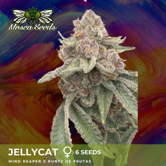 Jelly Cat Feminized Cannabis Seeds by Mosca Seeds