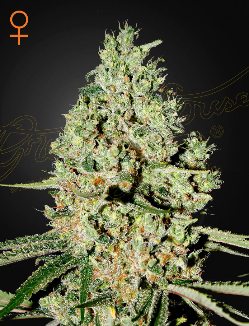 Super Critical by Green House Seed Co.