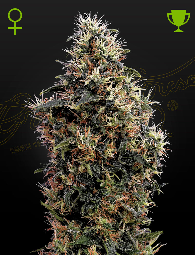 Auto Sweet Mango by Green House Seed Co.