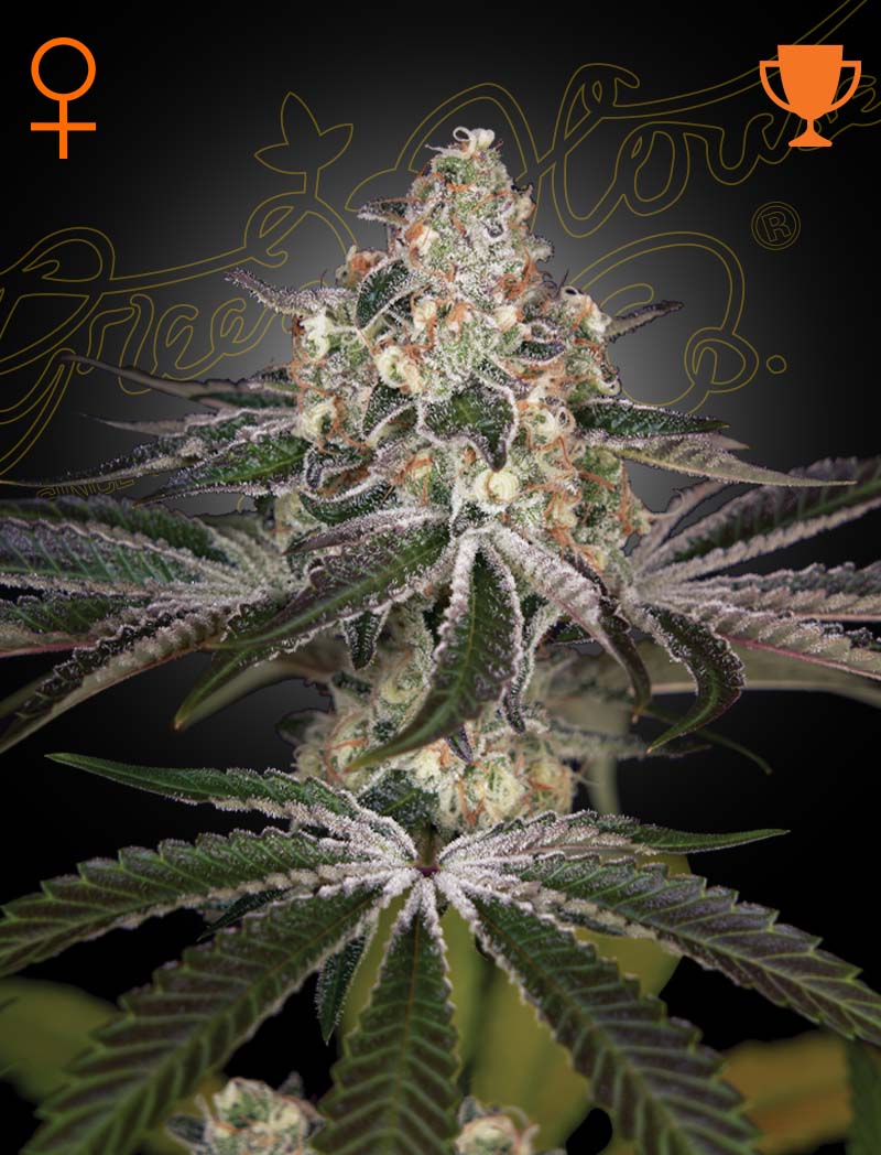 White Widow by Green House Seed Co.
