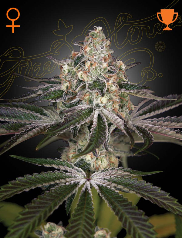 White Widow by Green House Seed Co.