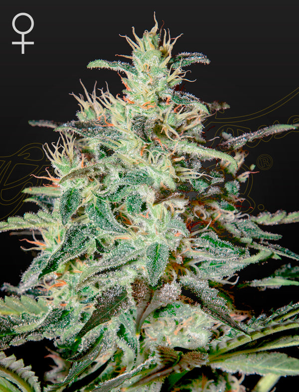 White Lemon by Strain Hunters