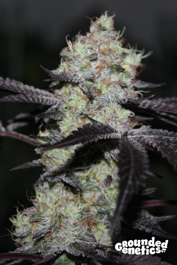 Zwisher by Grounded Genetics