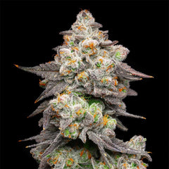 Acai Grapes Feminized Cannabis Seeds by Cookies Seeds