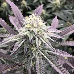 Diamond Runtz Feminized Seeds by Always Be Flowering