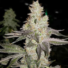 Finessin Feminized Seeds by Always Be Flowering