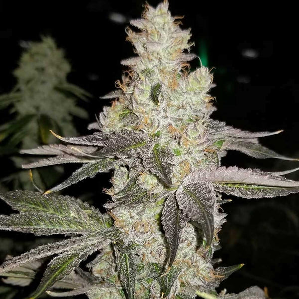 Finessin by Always Be Flowering