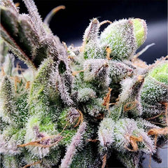 Lucky Cat Feminized Seeds by Always Be Flowering