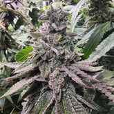 Lucky Cat Feminized Seeds by Always Be Flowering