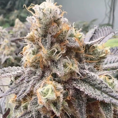 Malvazia Feminized Seeds by Always Be Flowering