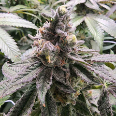 Mamoncillo Feminized Seeds by Always Be Flowering
