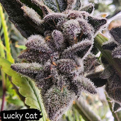 Lucky Cat Feminized Seeds by Always Be Flowering