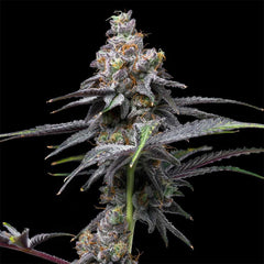 Animal Cake x Hollywood Feminized Cannabis Seeds by Cookies Seeds