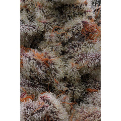 Animorph Mints Feminized Cannabis Seeds by Compound Genetics