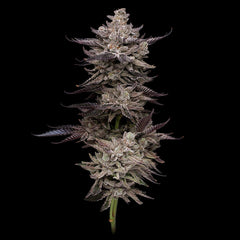 Animorph Mints Feminized Cannabis Seeds by Compound Genetics