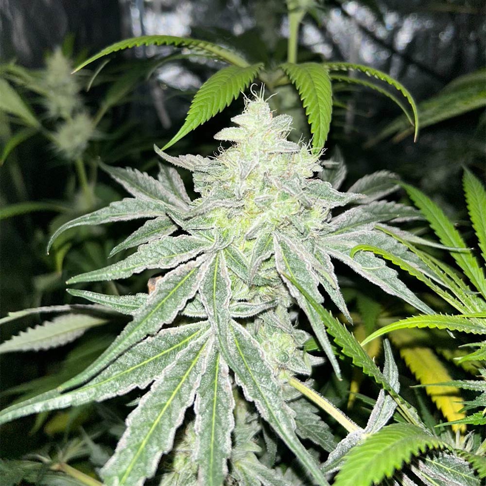 Anti Armour by EZ Genetics