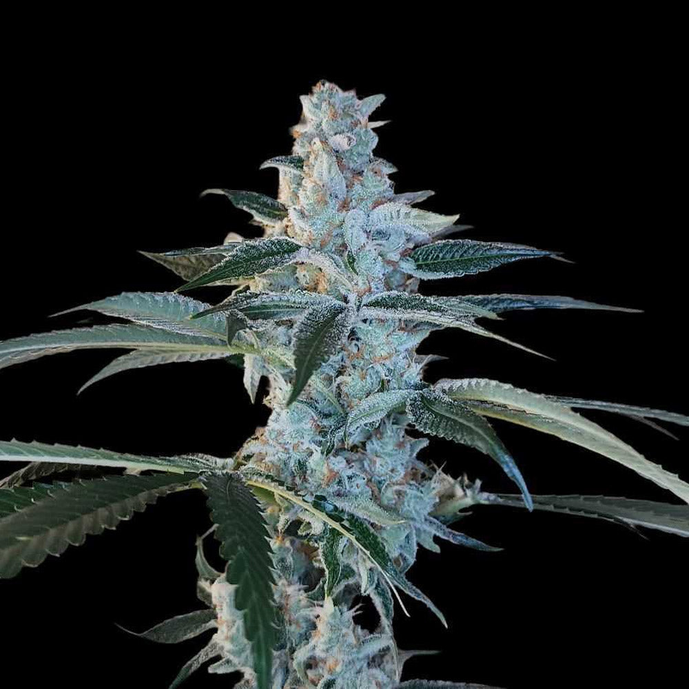 Bing Cherry Brittle by Arcana Collective
