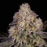 North Star Regular Cannabis Seeds by Archive Seedbank