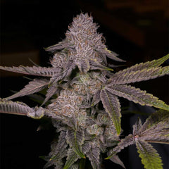 Tar Regular Cannabis Seeds by Archive Seedbank