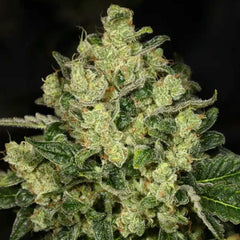 Trunk Funk Feminized Cannabis Seeds by Archive Seedbank