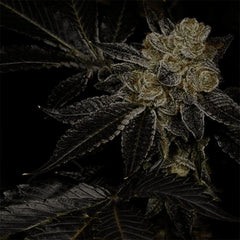 Biohazard Feminized Cannabis Seeds by Archive Seedbank