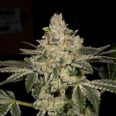 Hash Blast Feminized Cannabis Seeds by Archive Seedbank