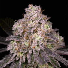 North Star Regular Cannabis Seeds by Archive Seedbank