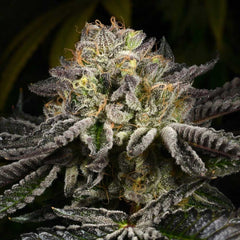 Purp Skurp Feminized Cannabis Seeds by Archive Seedbank