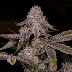 Tar Regular Cannabis Seeds by Archive Seedbank