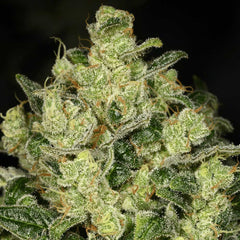 Trunk Funk Feminized Cannabis Seeds by Archive Seedbank