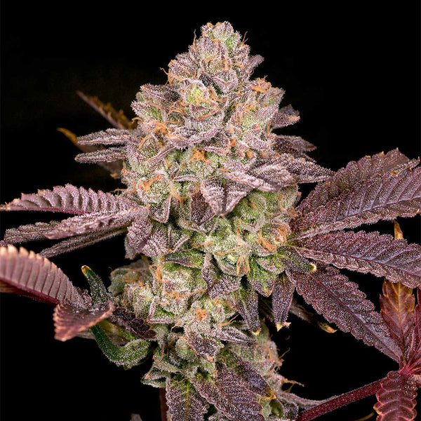 Moon Glow by Archive Seedbank