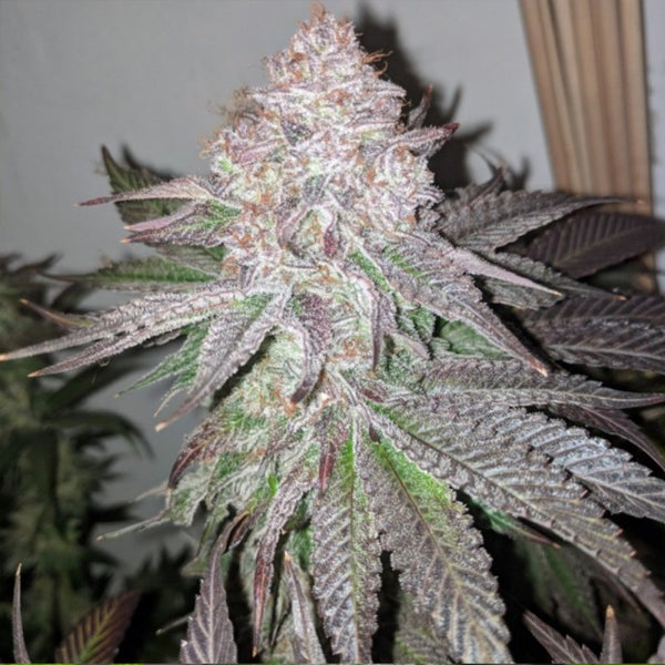 Atomic Sherbert by Dank Genetics