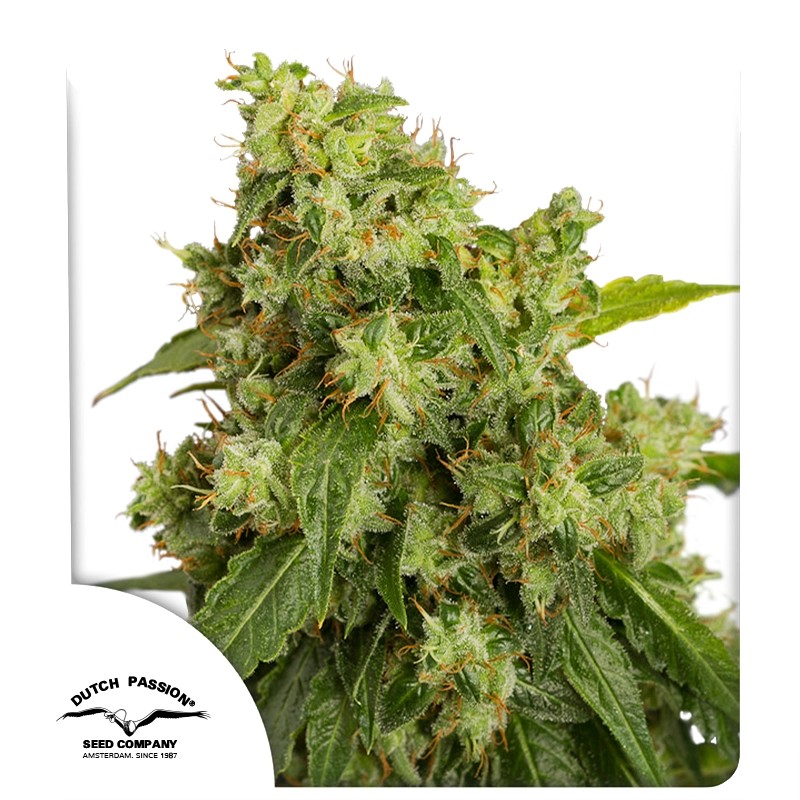 Auto Xtreme Haze by Dutch Passion