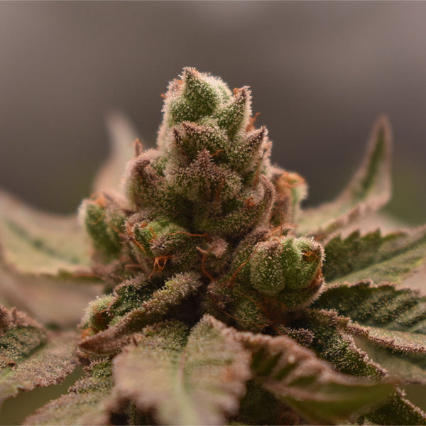 Bananapples by Old School Genetics