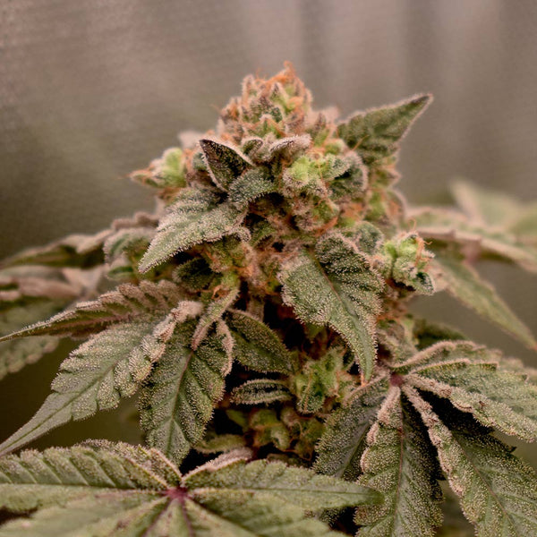 Banana Kush Mints by Old School Genetics