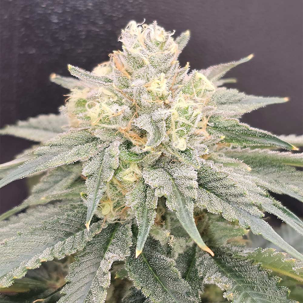 Bananzi by Karma Genetics