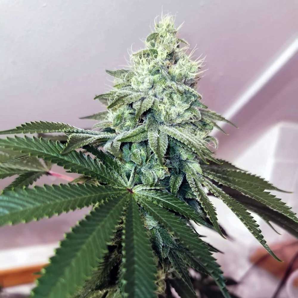 Banger Glue by Little Chief Collabs