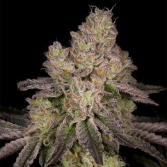 Tar Regular Cannabis Seeds by Archive Seedbank