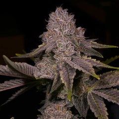 Tar Regular Cannabis Seeds by Archive Seedbank