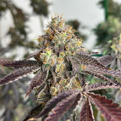 Basil Smash Feminized Cannabis Seeds by The Plug Seedbank