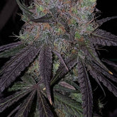 Bruntz Feminized Cannabis Seeds by The Plug Seedbank