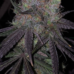 Bruntz Feminized Cannabis Seeds by The Plug Seedbank