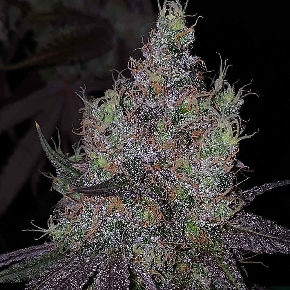 Bruntz by The Plug Seedbank