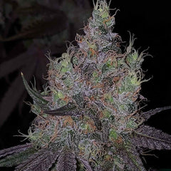 Bruntz Feminized Cannabis Seeds by The Plug Seedbank