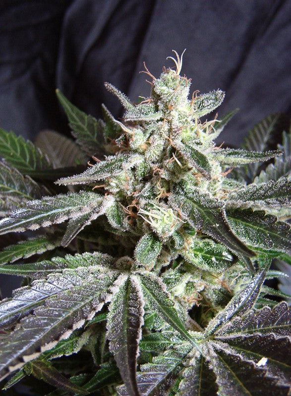 Black Jack by Sweet Seeds